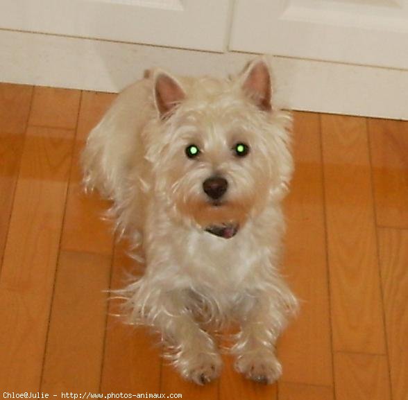 Photo de West highland white terrier