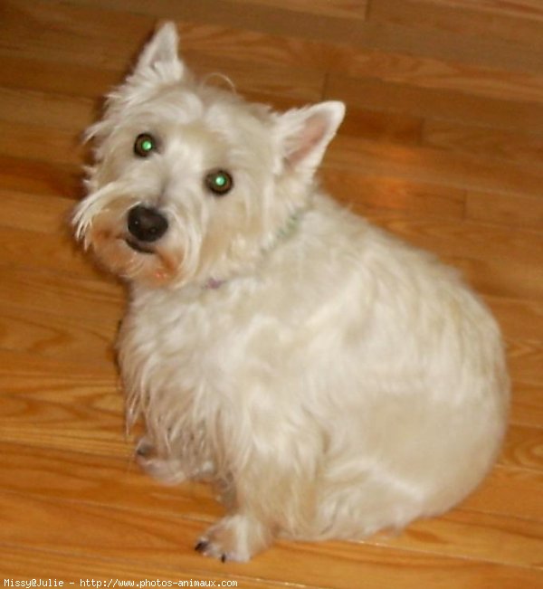 Photo de West highland white terrier