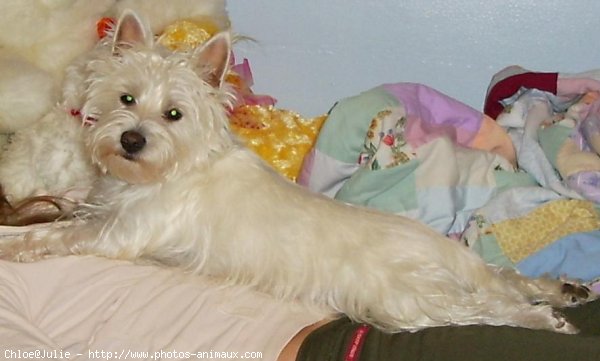 Photo de West highland white terrier