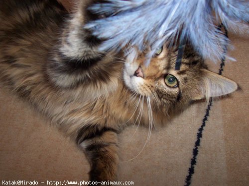 Photo de Maine coon