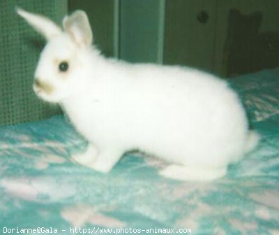 Photo de Lapin