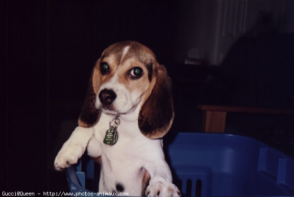 Photo de Beagle