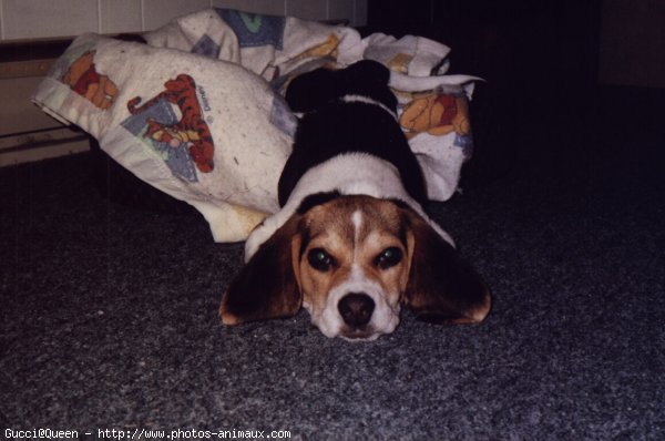 Photo de Beagle