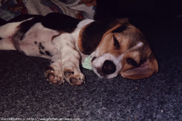 Photo de Beagle