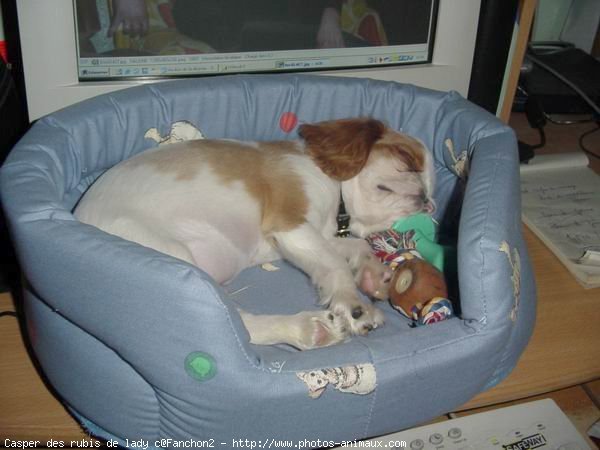 Photo de King charles spaniel