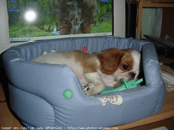 Photo de King charles spaniel