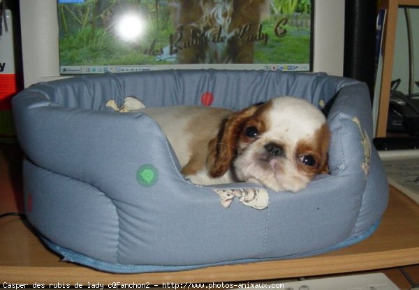 Photo de King charles spaniel