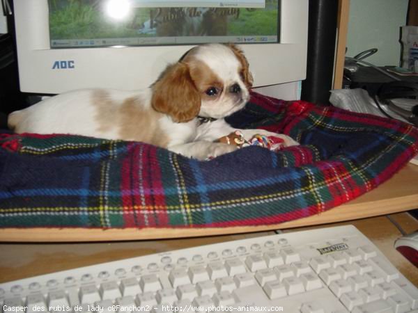 Photo de King charles spaniel