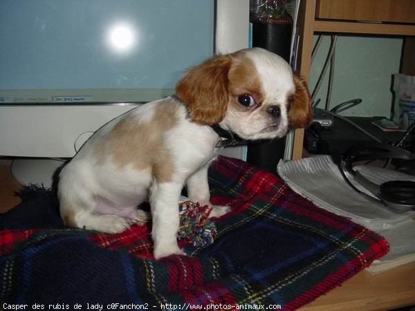 Photo de King charles spaniel