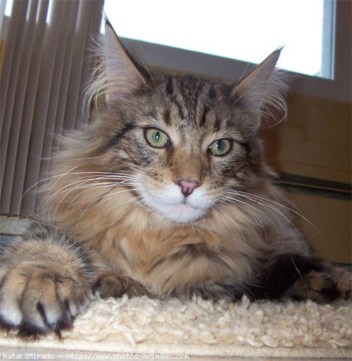 Photo de Maine coon