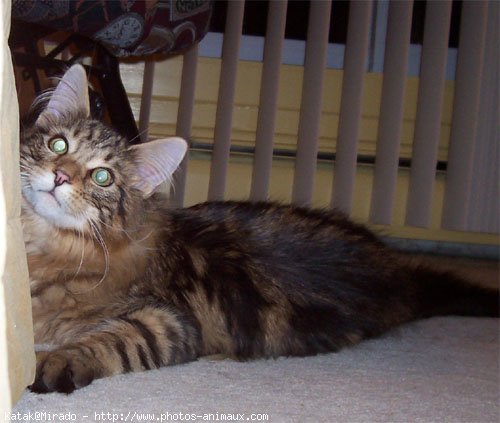 Photo de Maine coon