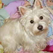 Photo de West highland white terrier