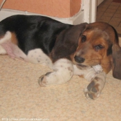 Photo de Basset hound