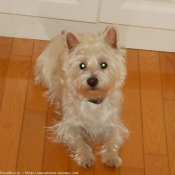 Photo de West highland white terrier