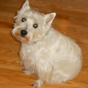 Photo de West highland white terrier