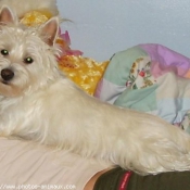 Photo de West highland white terrier