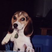 Photo de Beagle