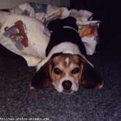 Photo de Beagle