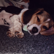 Photo de Beagle