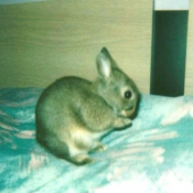 Photo de Lapin