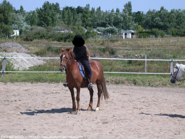 Photo de Poney franais de selle