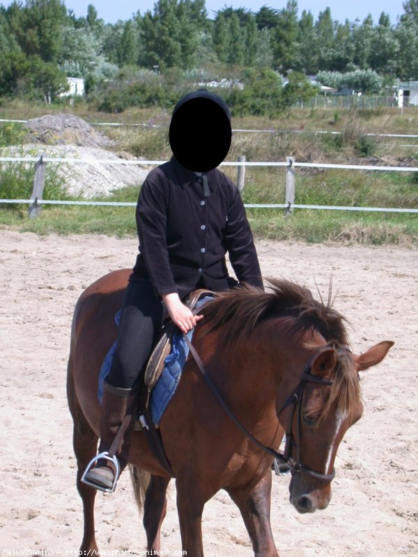 Photo de Poney franais de selle