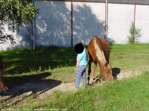 Photo de Poney franais de selle