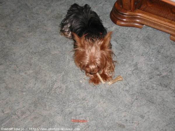 Photo de Yorkshire terrier