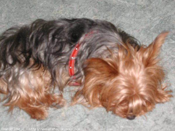 Photo de Yorkshire terrier