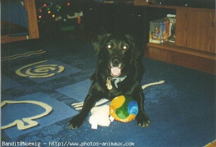 Photo de Labrador retriever