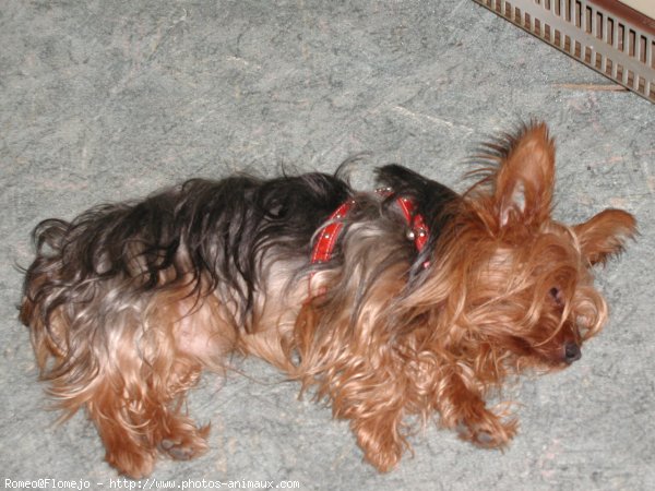 Photo de Yorkshire terrier