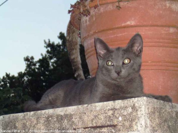 Photo de Croisement