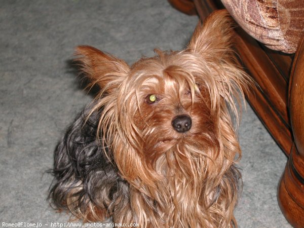 Photo de Yorkshire terrier