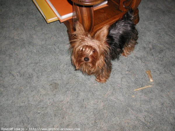 Photo de Yorkshire terrier