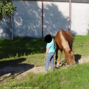 Photo de Poney franais de selle