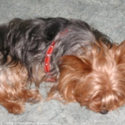 Photo de Yorkshire terrier