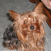 Photo de Yorkshire terrier