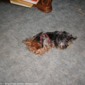 Photo de Yorkshire terrier