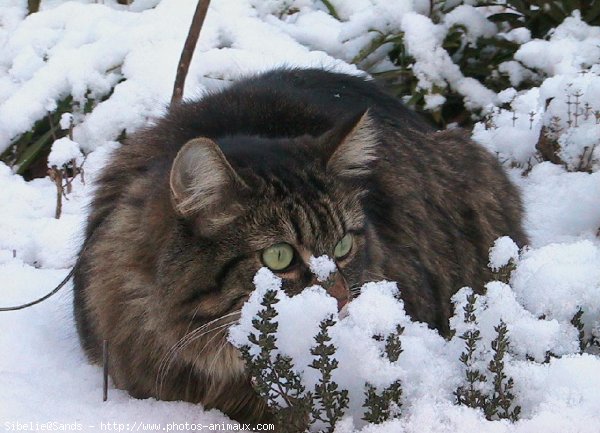 Photo de Chat domestique