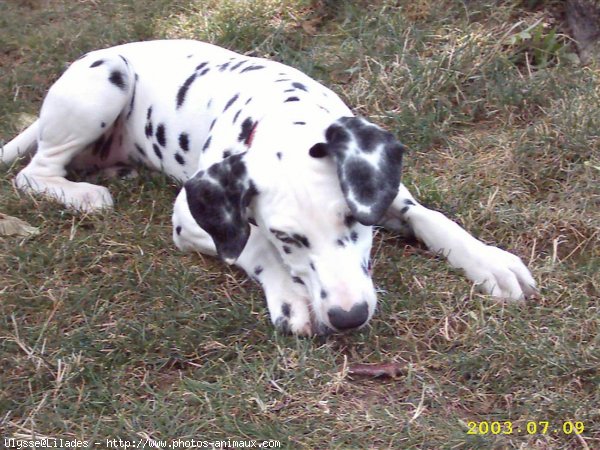 Photo de Dalmatien