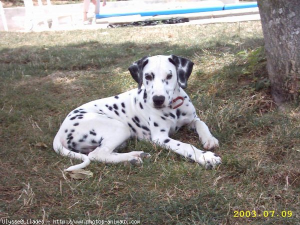 Photo de Dalmatien