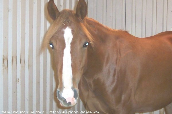 Photo de Quarter horse