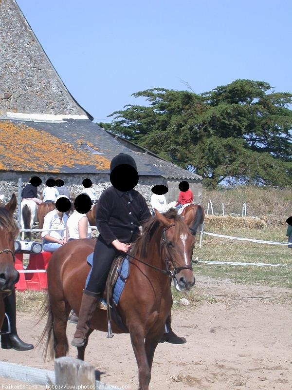 Photo de Poney franais de selle