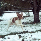 Photo d'Epagneul breton