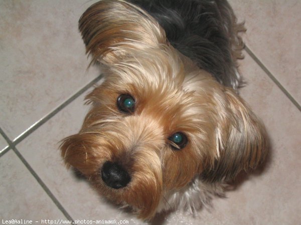 Photo de Yorkshire terrier