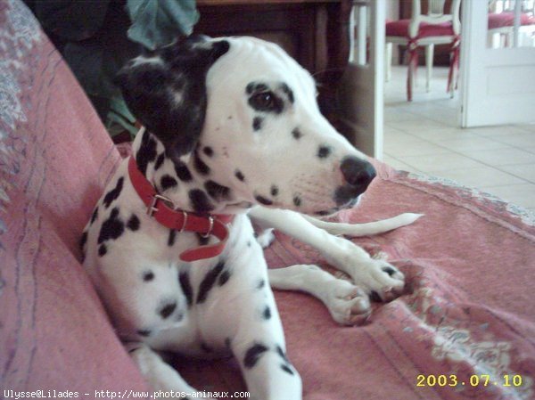 Photo de Dalmatien