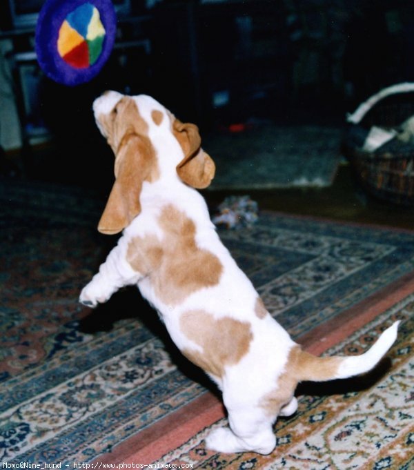 Photo de Basset hound