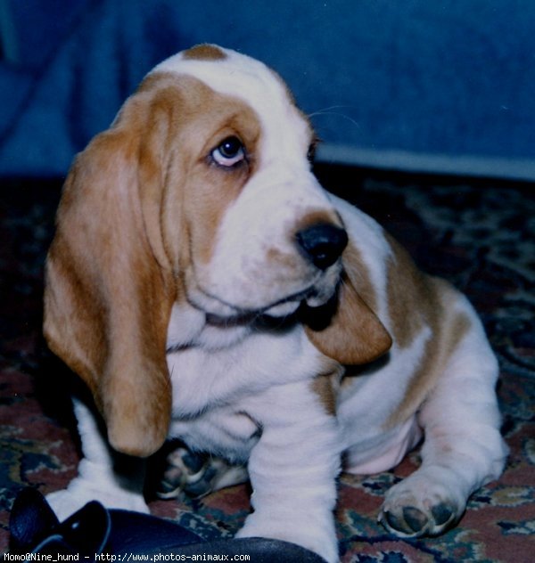 Photo de Basset hound