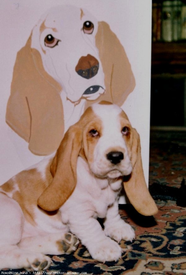 Photo de Basset hound