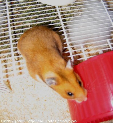 Photo de Hamster